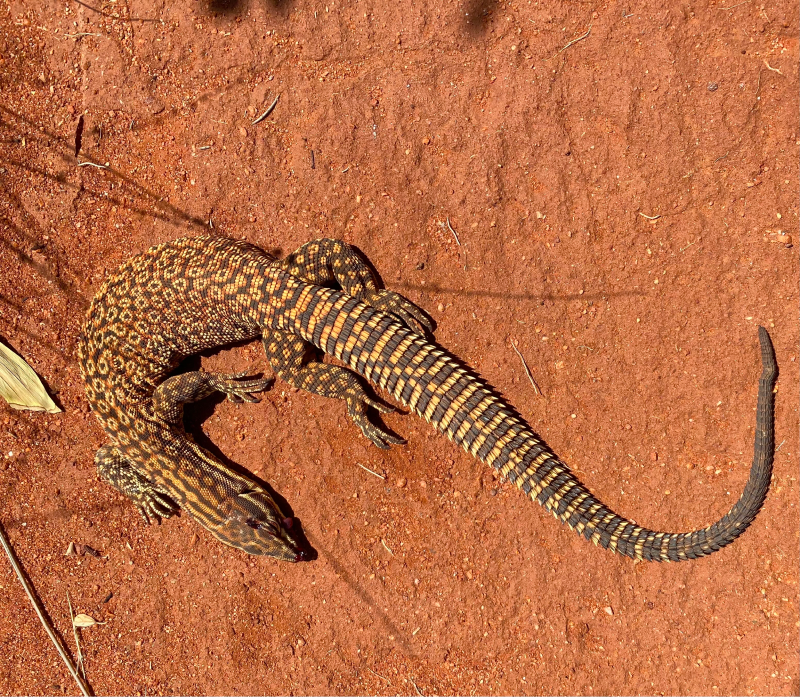 Lizard 1
